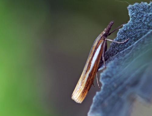 Réf. 213 461 : Agriphila tristella